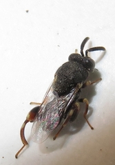 Brachymeria podagrica