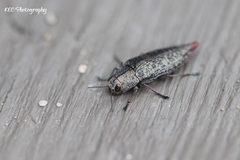 Poecilonota cyanipes