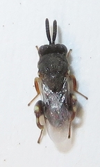 Brachymeria podagrica