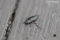 Poecilonota cyanipes