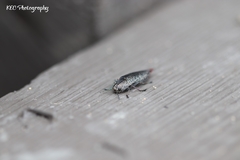 Poecilonota cyanipes