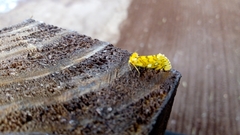Chrysoecia dela