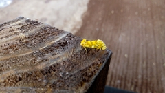Chrysoecia dela