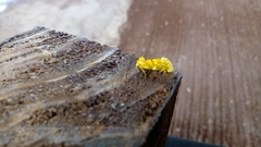 Chrysoecia dela