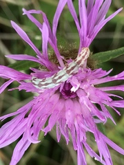 Eupithecia centaureata