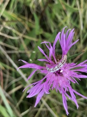Eupithecia centaureata