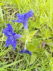 Ruellia lactea