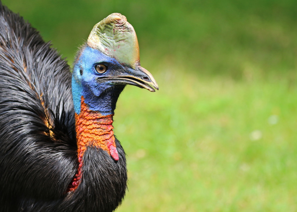 Northern Cassowary (Casuarius unappendiculatus) photo
