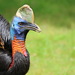 Northern Cassowary - Photo (c) Kora27, some rights reserved (CC BY-SA)