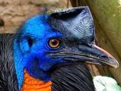 Northern Cassowary photo 3