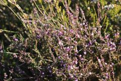 Muraltia knysnaensis