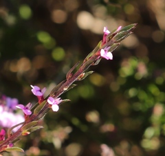 Muraltia knysnaensis