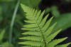 Male Fern - Photo (c) Valentin Hamon, some rights reserved (CC BY-NC), uploaded by Valentin Hamon