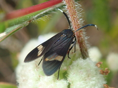 Aclytia