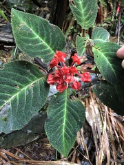 Chrysothemis pulchella