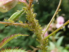 Impatientinum asiaticum