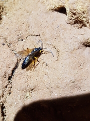 Diphyus quadripunctorius