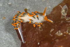 Diaphoreolis lagunae