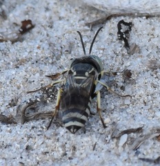 Microbembex monodonta