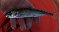 Trachurus symmetricus