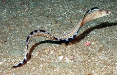 Honeycomb Moray photo 2