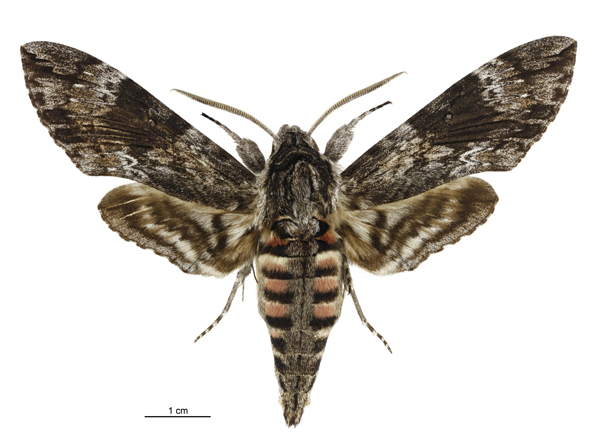 Convolvulus hawk moth