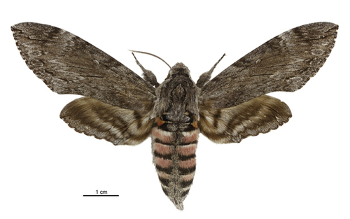 Convolvulus Hawkmoth