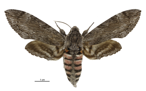 Convolvulus hawk moth