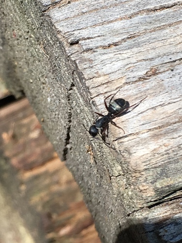 iNaturalist observation photo of Western Black Carpenter Ant