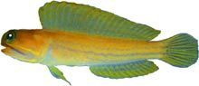 Moustache Jawfish photo 1