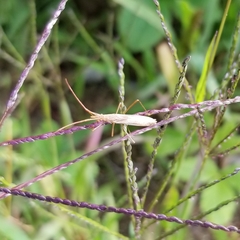 Protenor belfragei