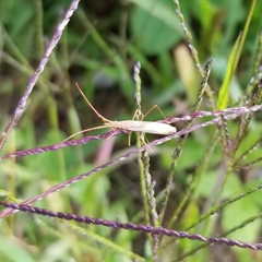 Protenor belfragei