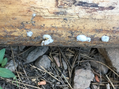 iNaturalist observation photo of Shelf Fungi