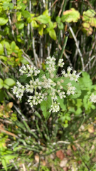 Eupatorium perfoliatum