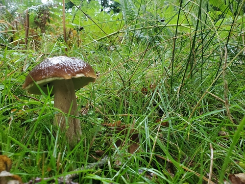 Boletus pinophilus — no rights reserved