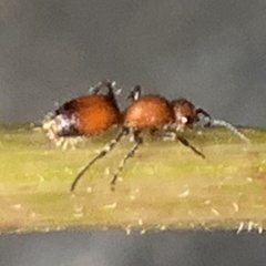 Dasymutilla nigripes