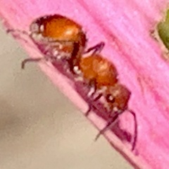 Dasymutilla nigripes