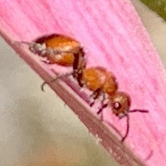 Dasymutilla nigripes