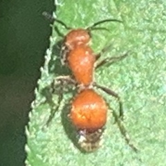 Dasymutilla nigripes