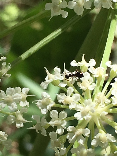 iNaturalist observation photo of American Winter Ant