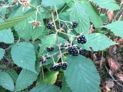 Rubus hirtus