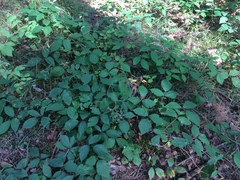 Rubus hirtus