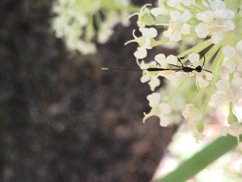 iNaturalist observation photo of Gasteruption