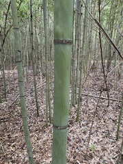 Phyllostachys aurea