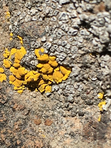 iNaturalist observation photo of Mortar Rim Lichen
