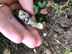 Agaricales