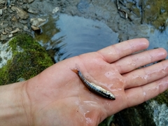 Phoxinus strymonicus