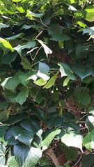 Tilia euchlora
