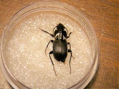 Pterostichus pedemontanus