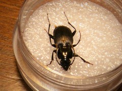 Pterostichus pedemontanus